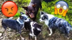 Скандал на берегу 💢🌊 Их застукали прямо у реки!