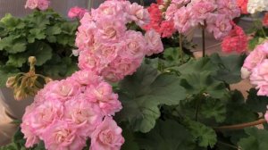 Пеларгония. ЮВ Звезда Водолея. Instagram: @pelargonium_kot.mishka