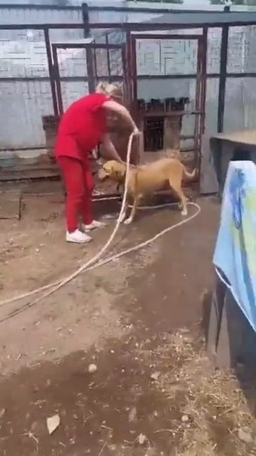 Летний душ для Алисы 💦🐕 смотреть онлайн