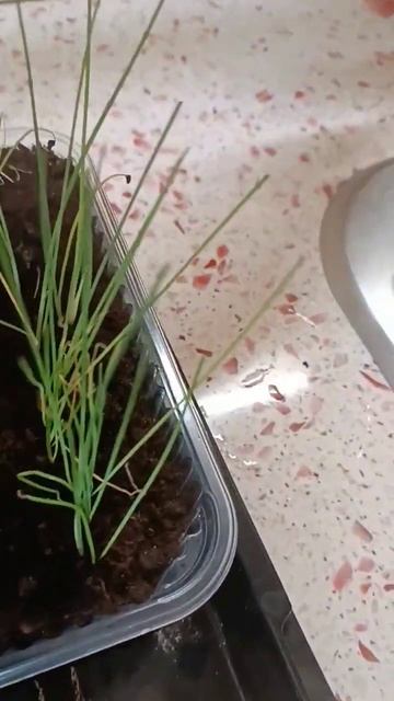 ГИГАНТСКИЙ ЛУК БУДЕТ ЕЩЕ БОЛЬШЕ #настялосева #рассада