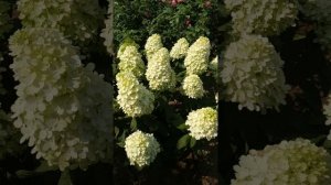 Метельчатая гортензия Литл Фреско. 19.07.2024г.