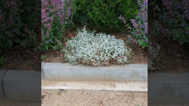 Ясколка через 2 недели после обрезки #ясколка #сад #цве?