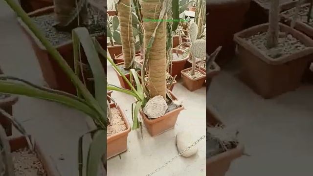 рай кактусов 🌵 смотреть онлайн