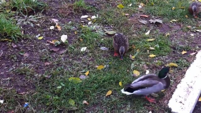 Утки едят прямо с рук на пруду у цирка в Кирове 13 октяб? смотреть онлайн
