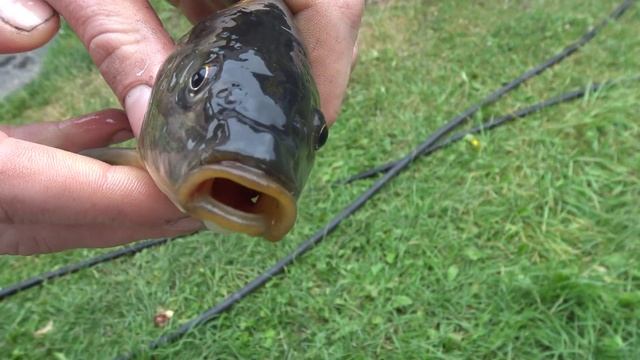 Говорящий Карп смотреть онлайн