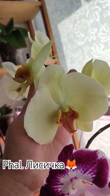 Крупноцветковая орхидея без официального имени 🦊😄 # смотреть онлайн