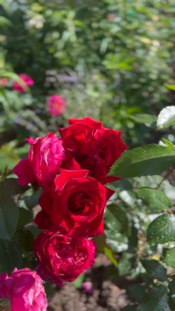 Роза Черная магия (Black magic). #беларусь #розы #цветы #grodno #д смотреть онлайн