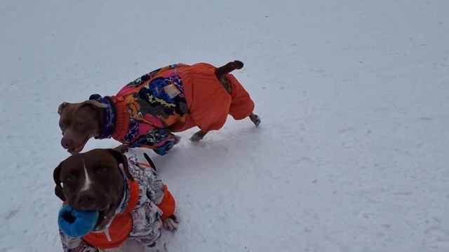 Иллария молодец/ Анхель ждёт Илларию