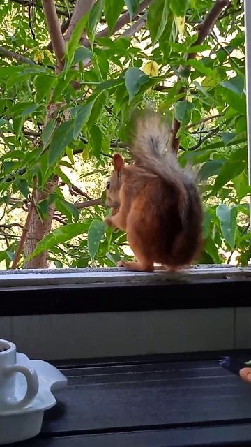 Убежала есть орешек на дерево 🌳🐾😋🌰🐿❤🌞#белки #squi смотреть онлайн
