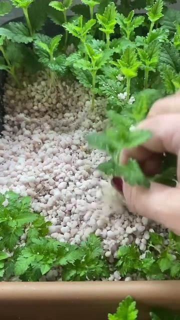 Очередная партия укорененного черенка вегетативной в смотреть онлайн