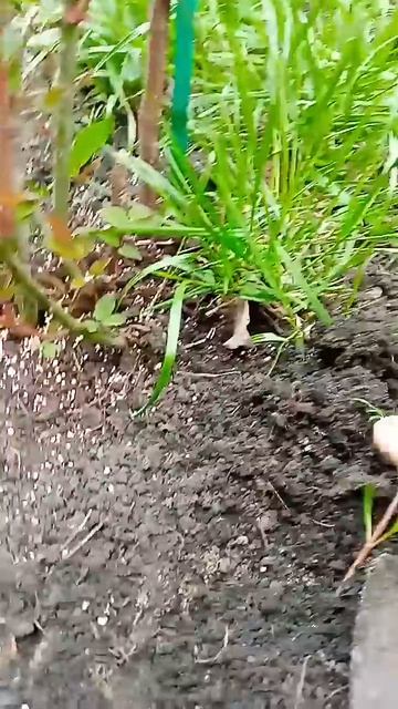 Cosmea.Planting seedlings.Космея.Высадка в открытый грунт в конце смотреть онлайн