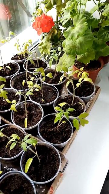 Рассада помидоры на окне в квартире