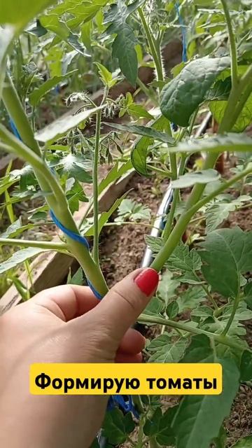 Как формирую томаты в 2 стебля в теплице. #огород #дача # смотреть онлайн