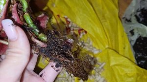 РАССТРОИЛАСЬ ИЗ-ЗА БЕГОНИИ МАКУЛАТА 😥 ПЕРЕСАЖИВАЮ В ?