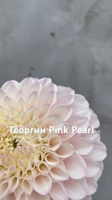 #георгины #выращиваниегеоргин #георгин #цветывсаду #кл смотреть онлайн