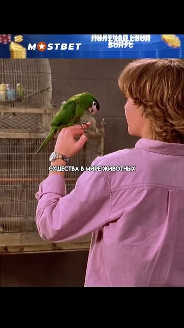 Мужчина должен не много быть красивее обезьяны 😎 Жив? смотреть онлайн