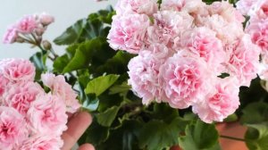 #62. ЮВ Баронесса (видео 2) - сорт пеларгонии