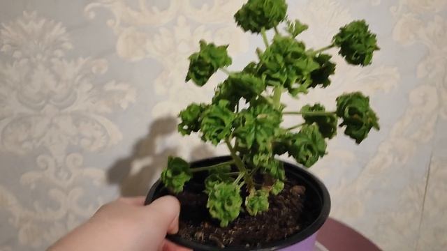 Почти бонсай. Видовая пеларгония P. Graveolens Cv Bontrosai