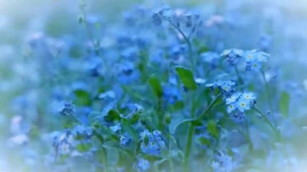 Лилия Ямбушева Незабудки Upscale 1997