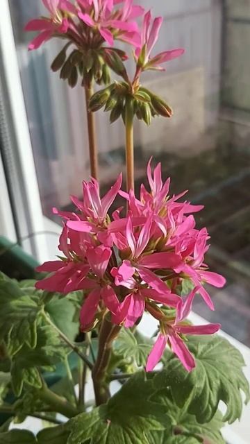 Начала зацветать звездочная пеларгония (стеллар).🥰 смотреть онлайн