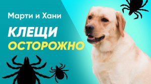 ВЕСНА ПРОСНУЛИСЬ КЛЕЩИ / СЕЗОН КЛЕЩЕЙ / КАК ЗАЩИТИТЬСЯ? / ЧТО ДЕЛАТЬ, ЕСЛИ УКУСИЛ КЛЕЩ?