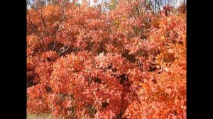 Скумпия - красивое дерево.