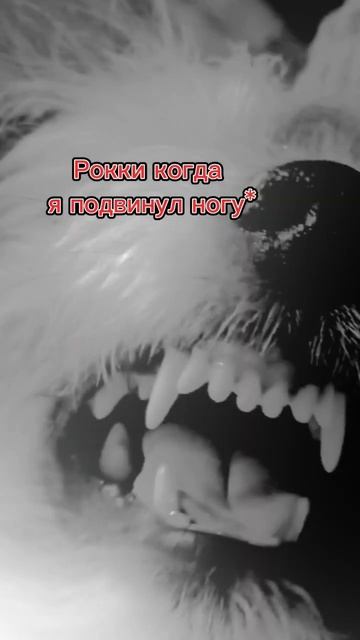 у кого есть животное,какой породы (да я знаю то что не к смотреть онлайн