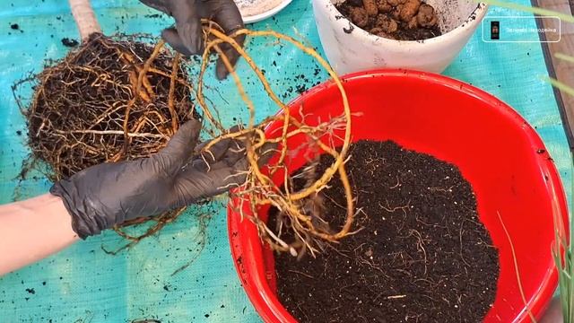 Крупномер Драцена Маргината. Обрезка корней и пересад смотреть онлайн