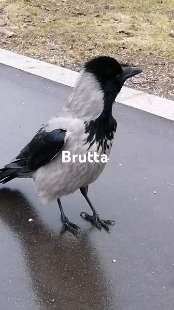 Глаза горят, к бою готова #вороны / Ready to fight #crow #crowfashion смотреть онлайн