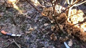 Обрезка метельчатой гортензии Ванилла Фрейз