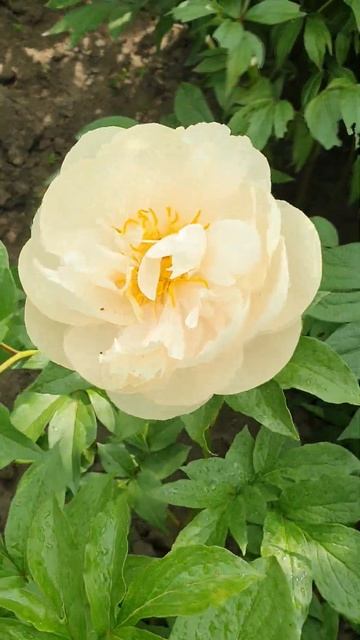 півонія Pastelelegance #flowers #spring #garden #ukraine #peony #peonyflower #півонія смотреть онлайн