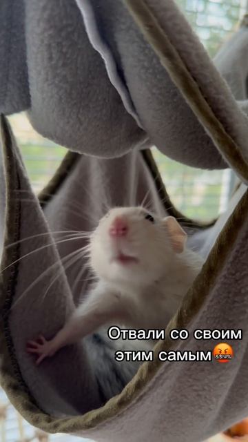 🐀🩷 #крысы #питомцы #хвосты #мем #гамак #отдых
