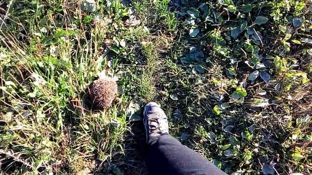 Ёж смотреть онлайн