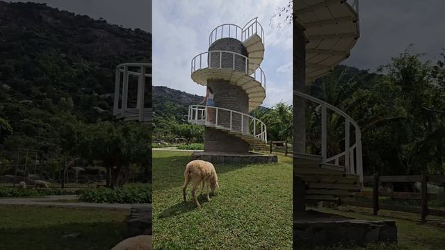 Овечья ферма Suoi Tien в Камрани. Вьетнам 🇻🇳  Нячанг. Việt Nam Nha Trang