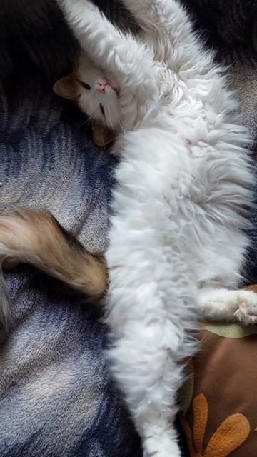 жить нужно сегодня и быть счастливым ❤️ 🥰☺#cat #лирик? смотреть онлайн