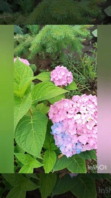 Гортензии 6 июня 2024 смотреть онлайн