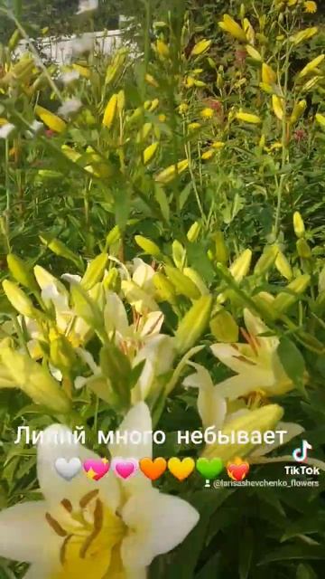 #лилиивсаду #подпишись #счастьевмелочах #flower #любимоех смотреть онлайн