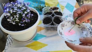 ЧЕРЕНКОВАНИЕ БЕРЕСКЛЕТА