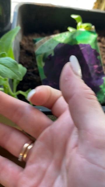 Мои петунии первая уже расцвела смотреть онлайн