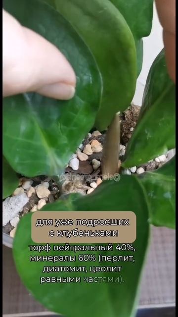 Грунт для замиокулькаса. смотреть онлайн