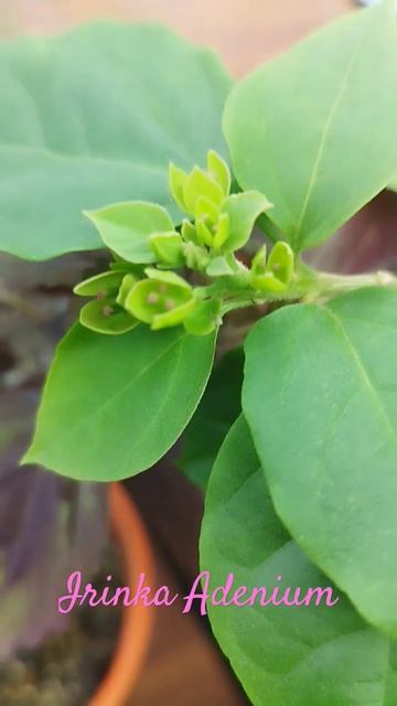 Первая бугенвиллея в коллекции First bougainvillea in the collection # смотреть онлайн