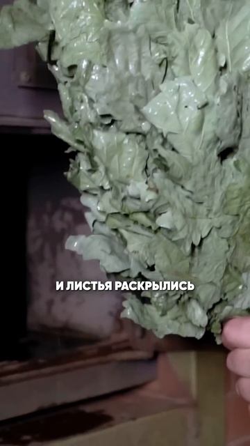 Как запаривать веники для русской бани? #веник #банный? смотреть онлайн
