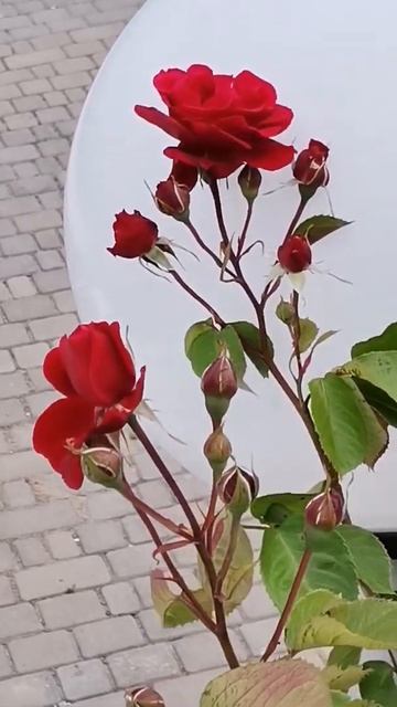 Душа моя с тобой... смотреть онлайн