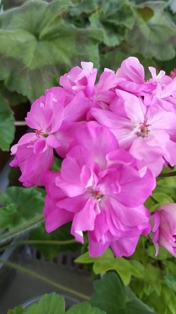 Пеларгония Готика#пеларгонии#какцветет#цветениепела? смотреть онлайн