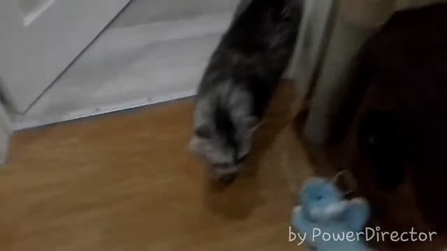 Мой кот любит хип-хоп