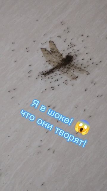 Муравьи едят стрекозу!!! #animalsVietnam#ЖизньвоВьетнаме смотреть онлайн