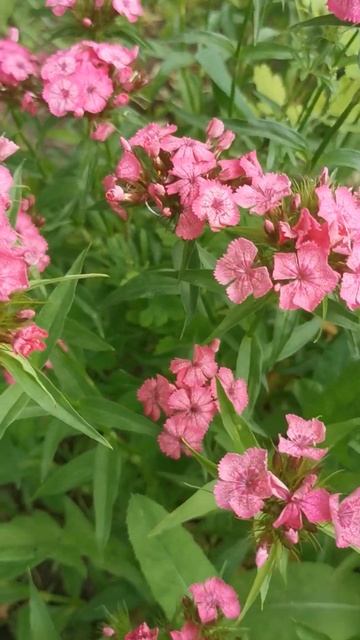 Гвоздика 2 смотреть онлайн