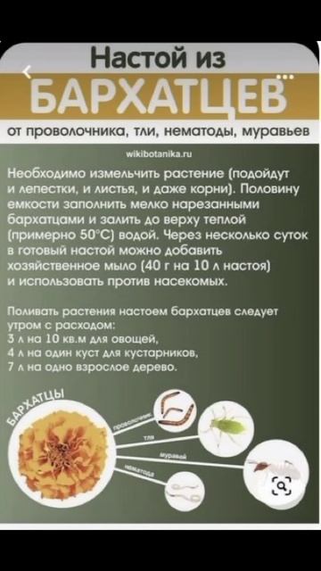 НАСТОЙ ИЗ БАРХАТЦЕВ смотреть онлайн