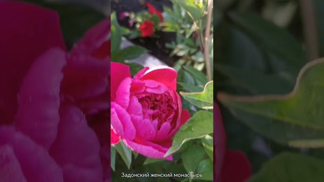 Пионы 3 смотреть онлайн