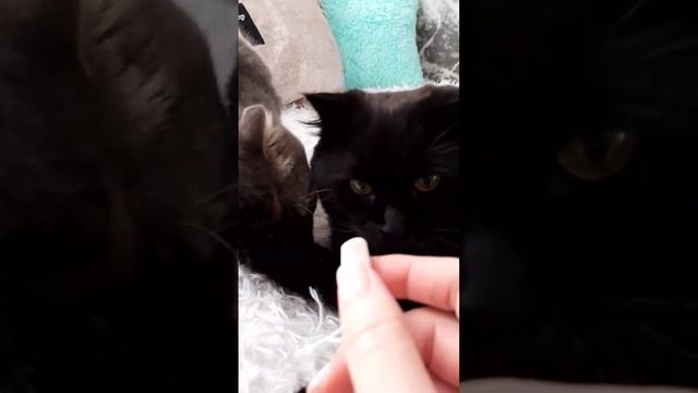 Нафанечка ест зефир 🥰🐈⬛🐈😋 смотреть онлайн